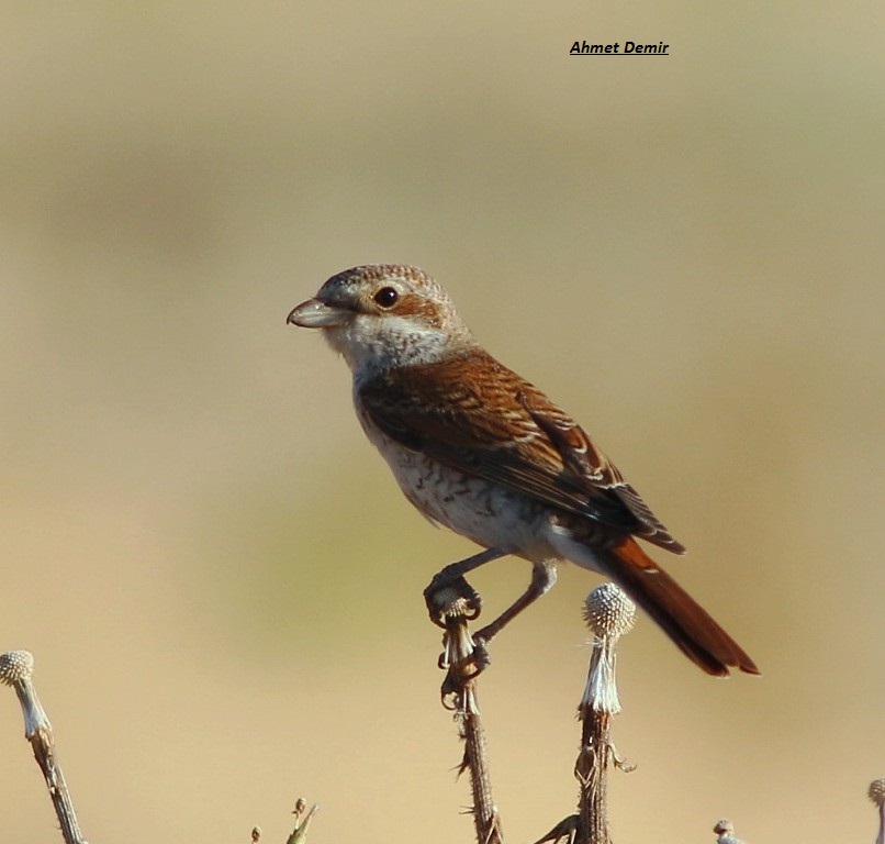 Red-backed Shrike